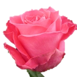 Topaz Roses équateur Ethiflora